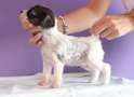Pequin Mirrage Las Vegas Chinese Crested