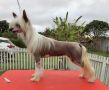 Lapinus Apple Party Chinese Crested