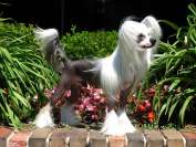 GCH Vanitonia Monkey Business