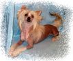 Ariadna Exotic Dinaburg D- Amore Chinese Crested