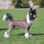 Anna Sky Kennel Nuestro Amor Eterno Chinese Crested