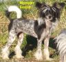 Sonniema Monster Mash Chinese Crested