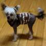 Dapper Dan's Country Star Rowdy Yates Chinese Crested
