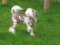Laureola's Juli Chinese Crested