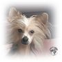 Selena Exotic World FCI Chinese Crested