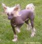 Little Slate Flash Of Gizzy's Home Chinese Crested