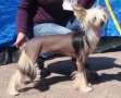 Domtotem Do Re Mi Chinese Crested