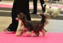 Amelion's Priscilla Presley Chinese Crested