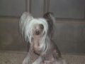 Chinabee's A Close Call Chinese Crested
