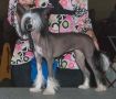 Rock Its Little Bahama Mama Chinese Crested