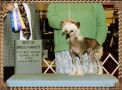 Outlaw's Stolen Gold Chinese Crested