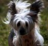 Doucai's What You Looking At Chinese Crested