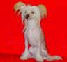 Kredo Festa Keep My Love Chinese Crested