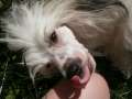 Hundred Acres Stormy Wind Chinese Crested