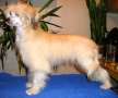 Opus Palmare Iolanta Chinese Crested