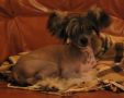Magic'N Mystic Ancient Mystery Chinese Crested