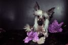 Ksolo Club Vey-Gu Chinese Crested