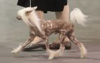 Reecreat'n Greatxpectations Chinese Crested