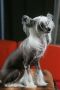 Himalia de L'Ore des Rves Chinese Crested