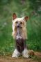 Izabel Crystals IL De Star Chinese Crested