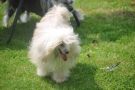 Islande Little Champs Chinese Crested