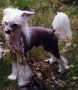 Madhatter's Basil Chinese Crested