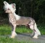 Sun Dan Pain In The Ass Chinese Crested