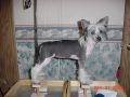Lesmars Flower Child From Crestyle  Chinese Crested