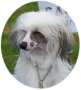 Harsamal Don't Stop Me Now Via Dragonskeep  Chinese Crested