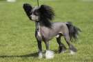 Windy Forest's Christmas Booster Chinese Crested