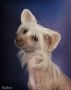HotnTot's Paris Hylton Chinese Crested