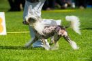 Crestiny's Dirty Dancer Chinese Crested
