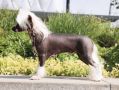 Moelmo's GoldDigger Chinese Crested