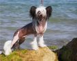 Fantastik Kashmir Givenchy High Class Chinese Crested