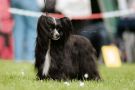 Absolute Souls Black Diamond Chinese Crested