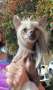 Palmetto Altacrest Total Eclipse of the Heart Chinese Crested