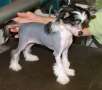 Rochars Jo-Bar Hearts Desire Chinese Crested