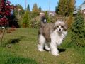 Sippelins Moody Blue Chinese Crested