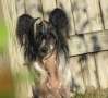 Nauset Black Storm Rising Chinese Crested