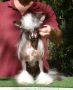 Sherabill Top Shelf Chinese Crested
