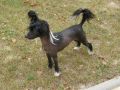 Tootsie del Duende Flamenco Chinese Crested