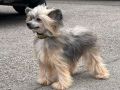 Smedbys Mirage Chinese Crested