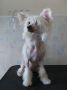 Rozalinda Bonus Westtai Chinese Crested