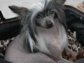 Piper Charmed One Of Gizzy's Home Chinese Crested