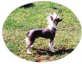 Stormins En Vogue Chinese Crested