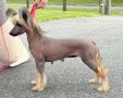 Piedmont Don?t Rain on my Parade Chinese Crested