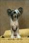 Forseti's Batteries Not Included Chinese Crested