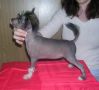 Uitness Chinese Crested