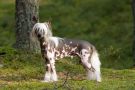 Zholesk Paradox Chinese Crested