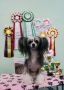Crested Style Civil Fashion Chinese Crested
